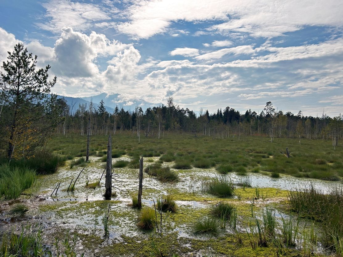 Blick ins Werdensteiner Moos
