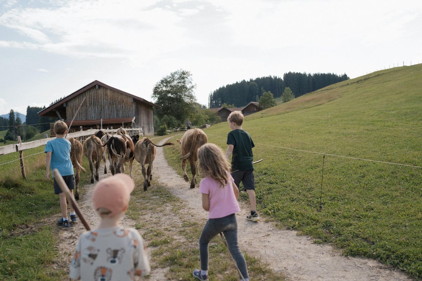 10 Rinder eintreiben