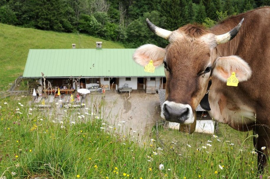 Alpe Topfen - unsere hauseigene Alpe