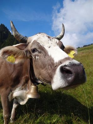 Urlaub auf dem Bauernhof - Bei Haslach´s Hof