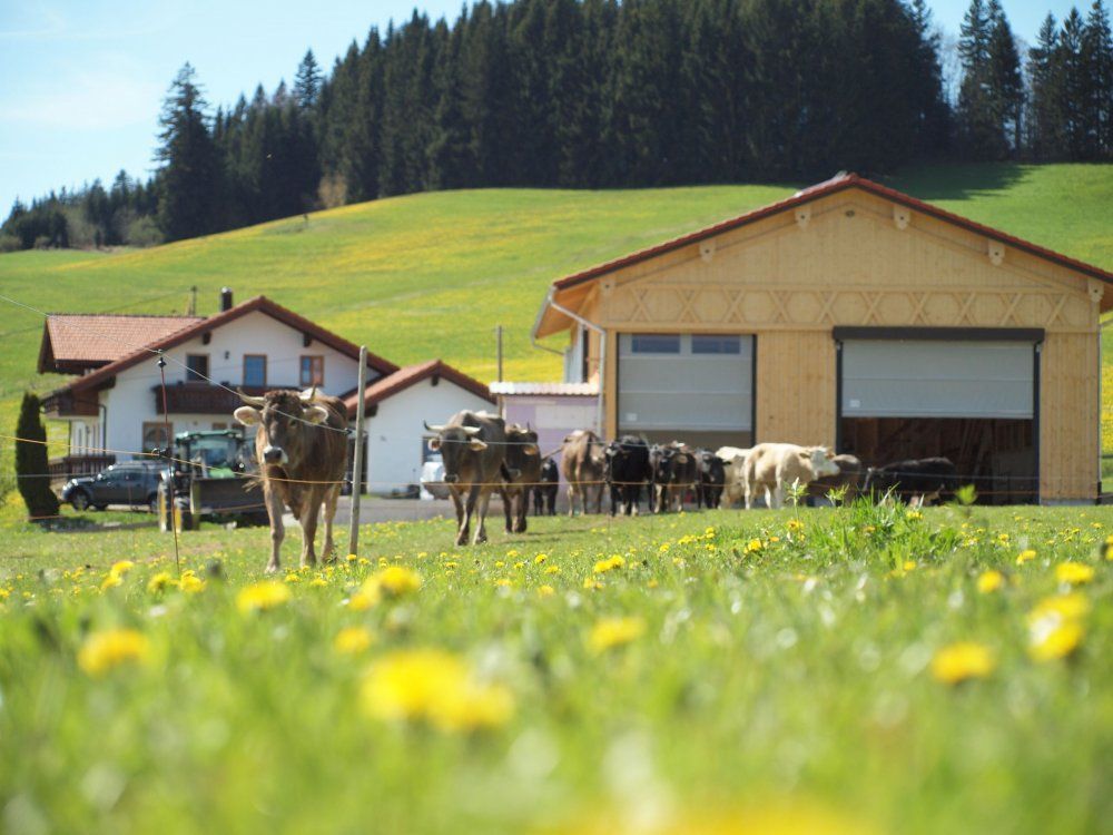 Kühe und Mutterkuhstall