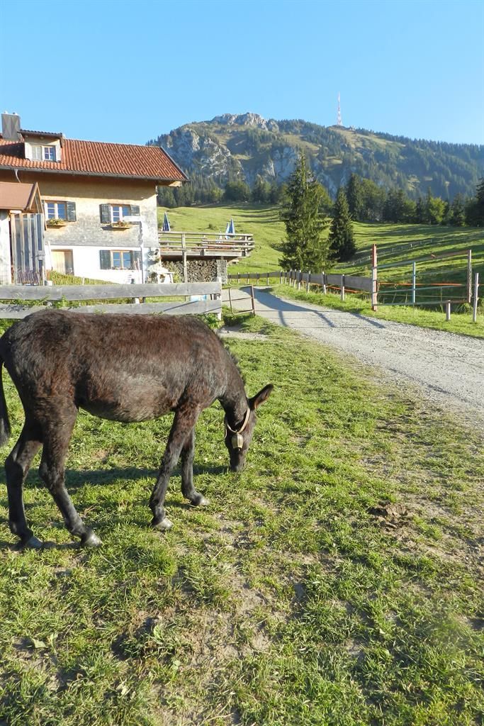 Richtung Alpe Kammeregg