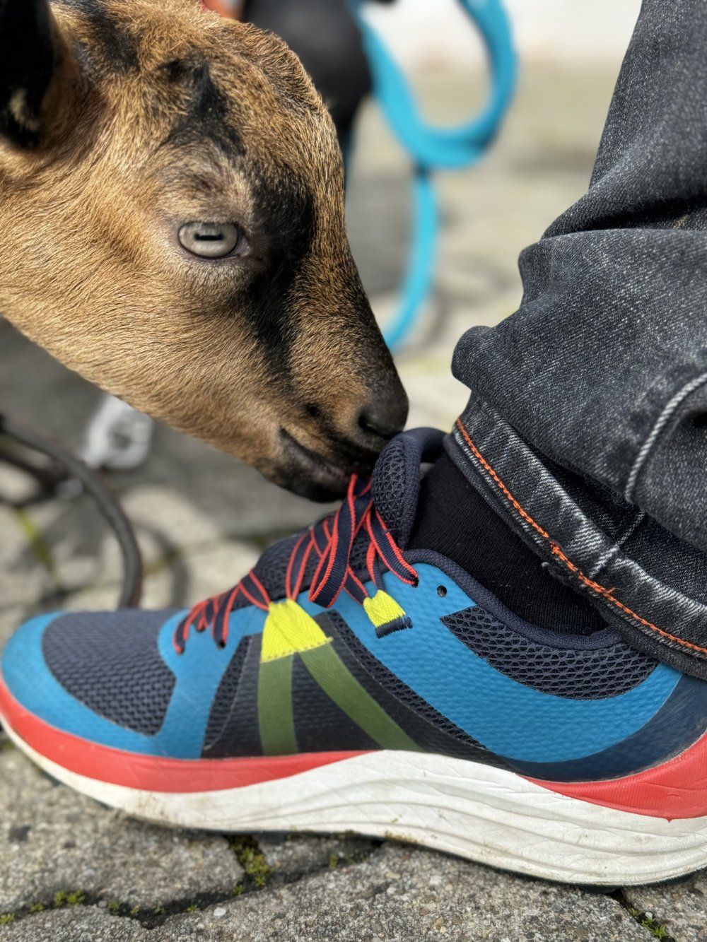 Ziege spielt mit Schnürsenkel