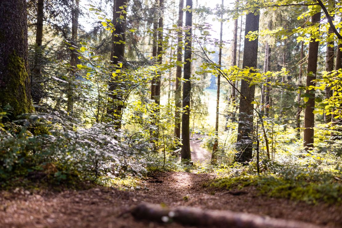Kraftquelle Allgäu - Wald