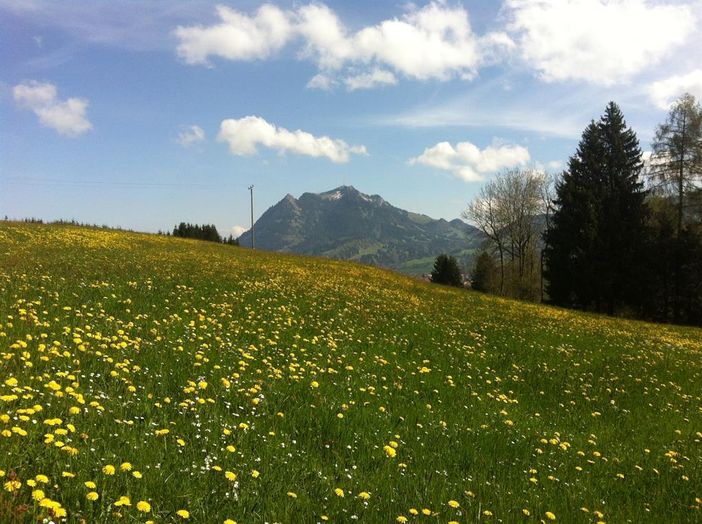 Löwenzahnblüte Ende April - Mitte Mai