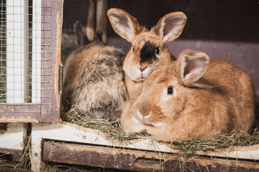 5 - 20240414-_DSC3682