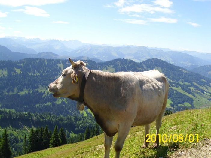 Allgäuer Kuh
