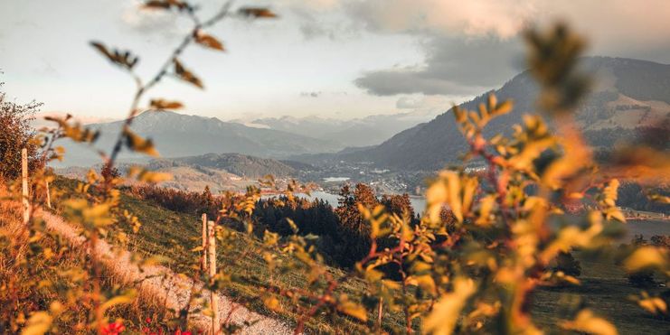 Blick auf den Großen Alpsee