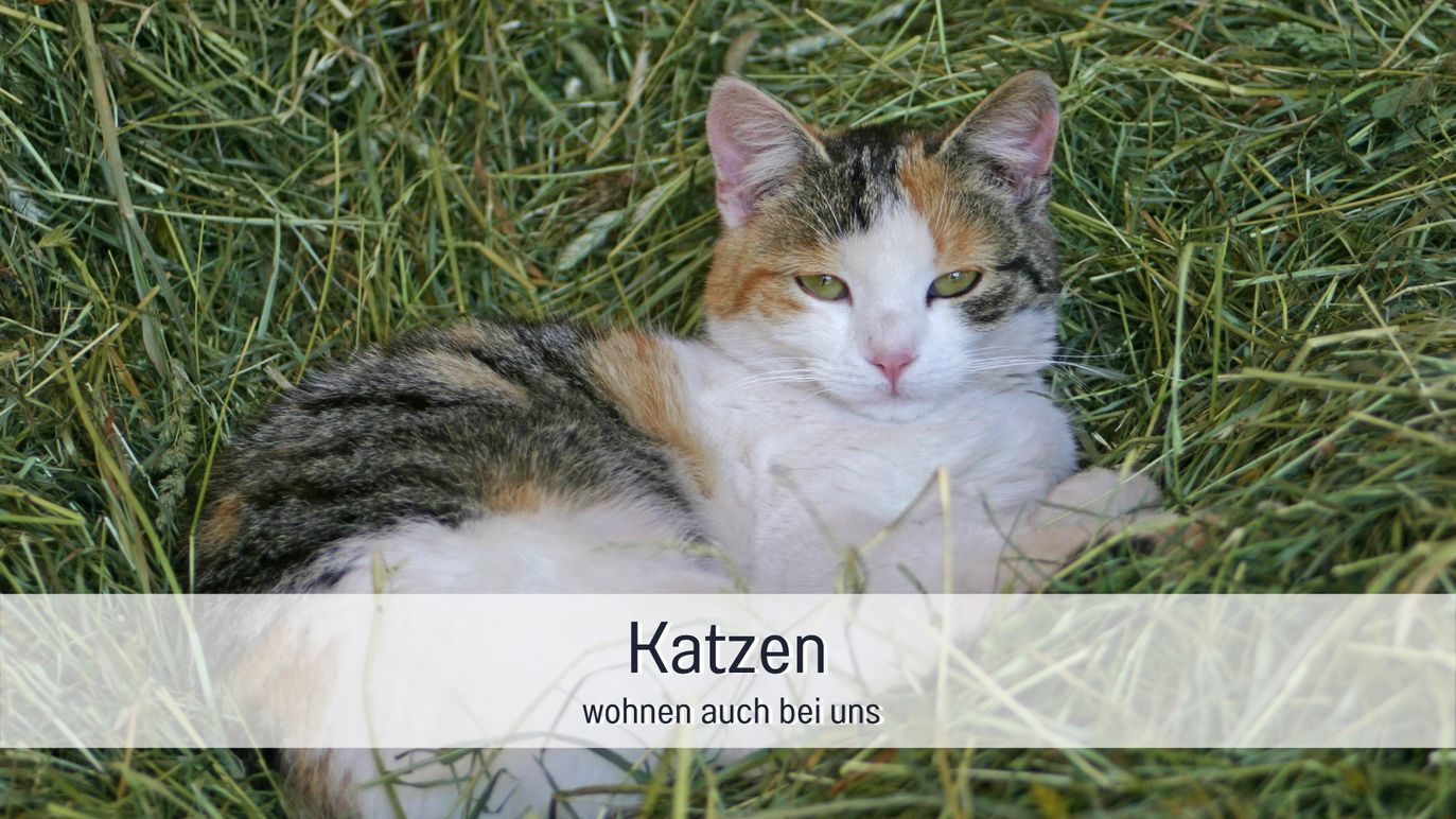 Biohof Burger Katzen