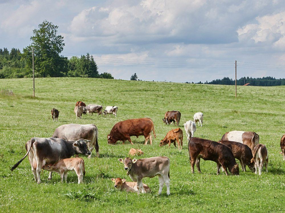 Ammersinn_Rinder_Wald_012