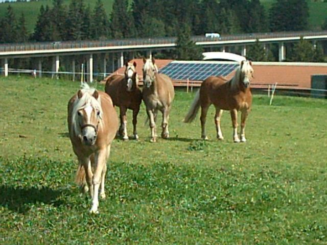 unsere Haflinger auf der Weide
