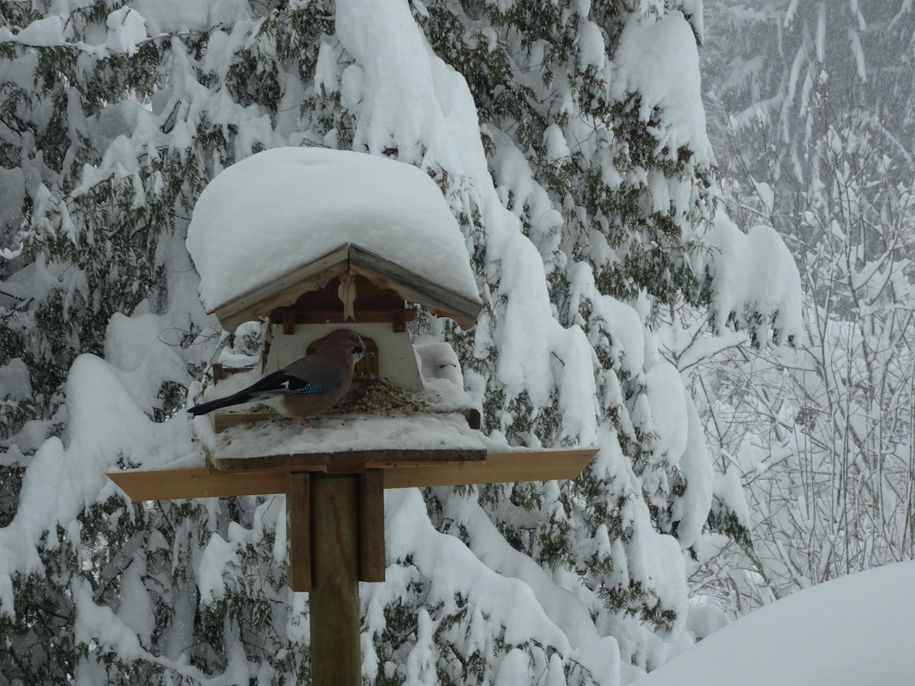 Winterfoto