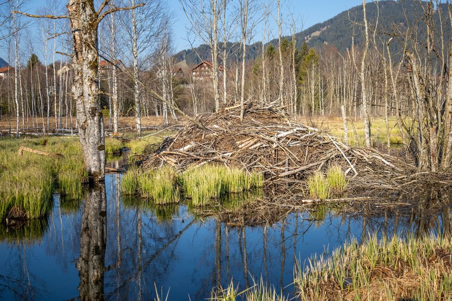 Eine Bieberburg am Moor- und Streuwiesenpfad in Pfronten