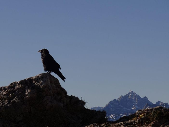 " Hochvogel "