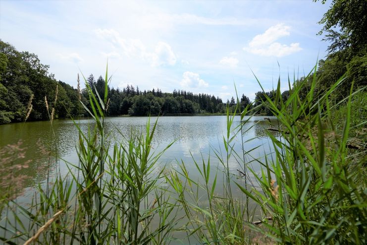 Buxheimer Weiher