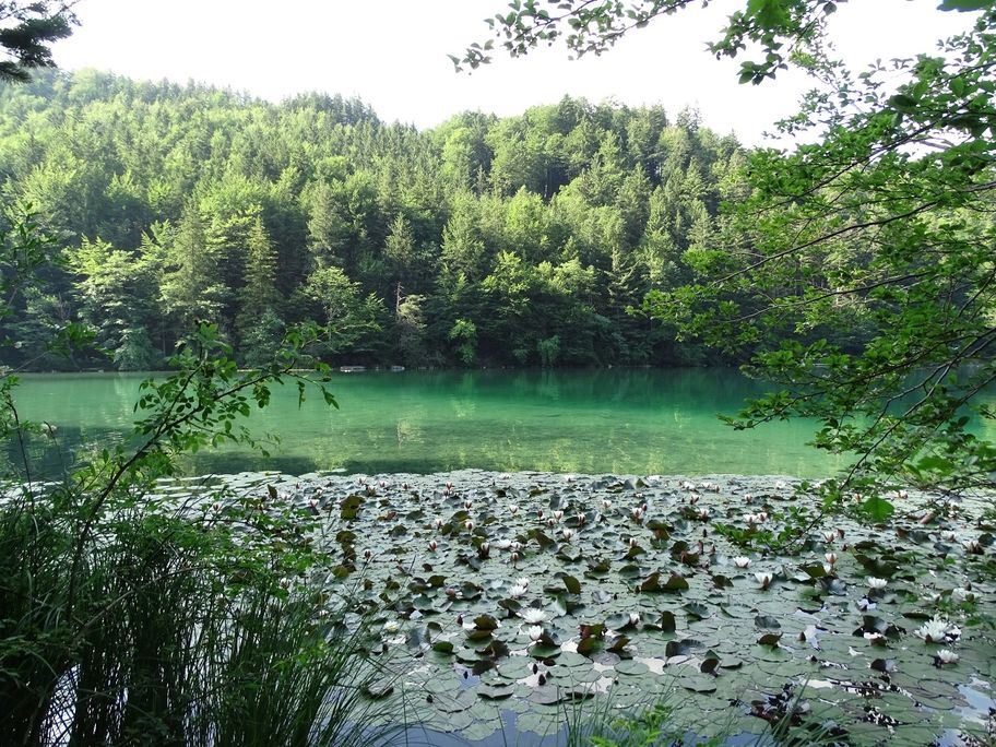 Alatsee mit Seerosen