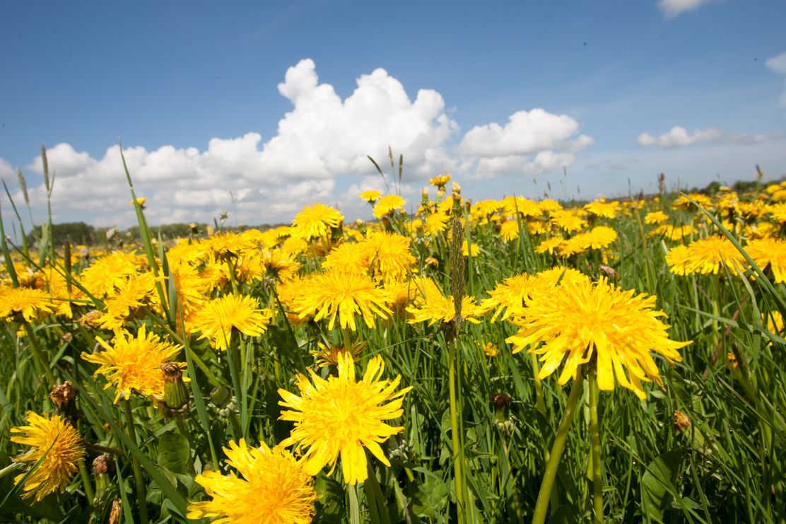 Löwenzahnwiese