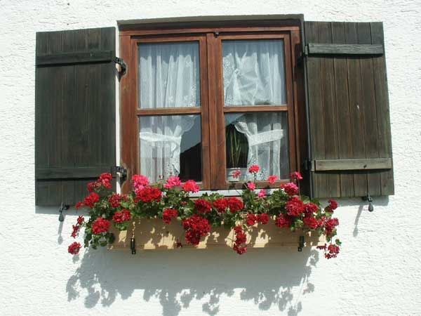 Im Sommer blühen die Geranien richtig üppig