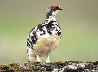 Alpenschneehuhn