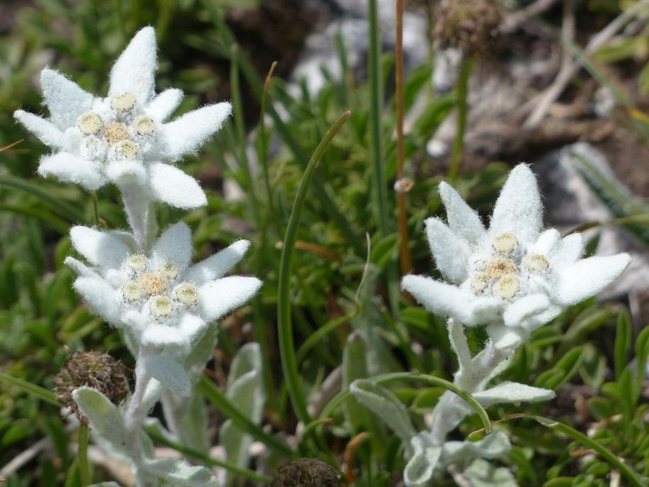 alpine-edelwei-181720_1280