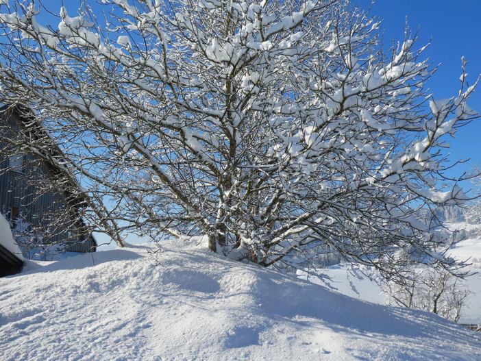 Nussbaum im Winterkleid