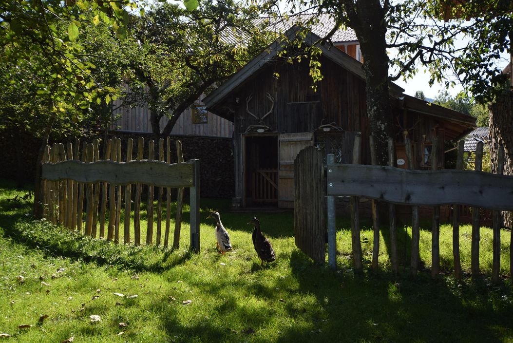 Hühnerhaus und Enten