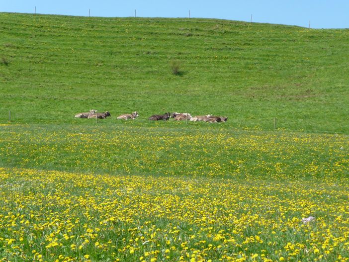 Wiesen und Kühe Bauernhof Steinacher Hopferried