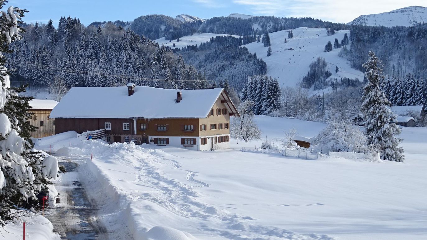 Finkennest im Winter