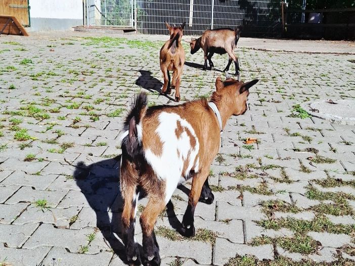 Zwergziegen crew