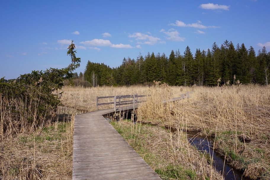Moorlandschaft am Elbsee