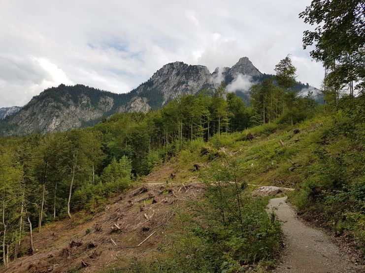 Alpenrosenweg mit wolkenverhangenem Säuling im Hintergrund