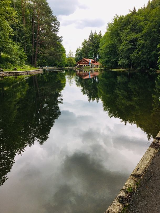 Mittersee mit Waldwirtschaft im Hintergrund