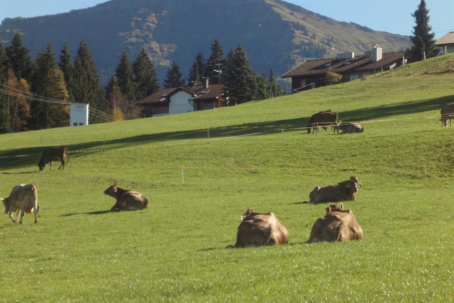 Allgäuer Bergwiese