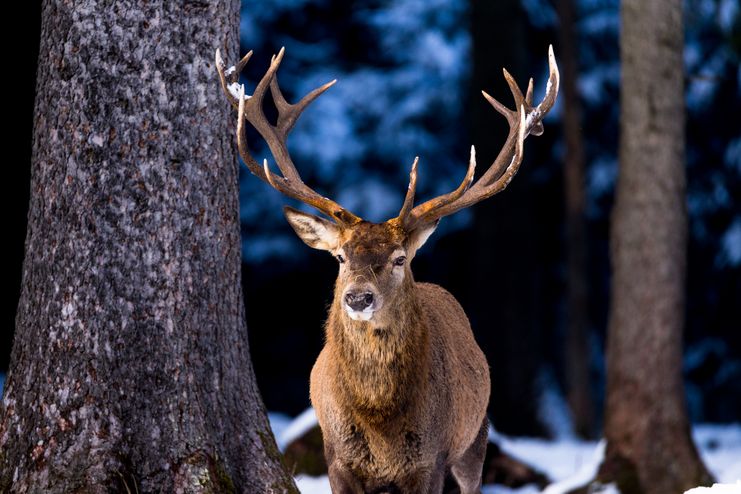 ©Tourist Information Schwangau-Michael Helmer