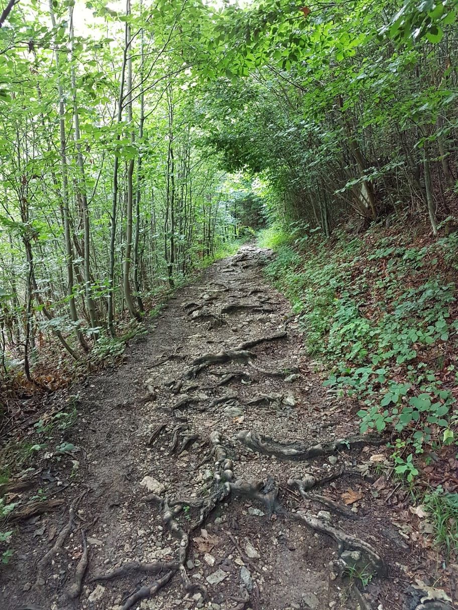 Wurzelweg zum Kalvarienberg