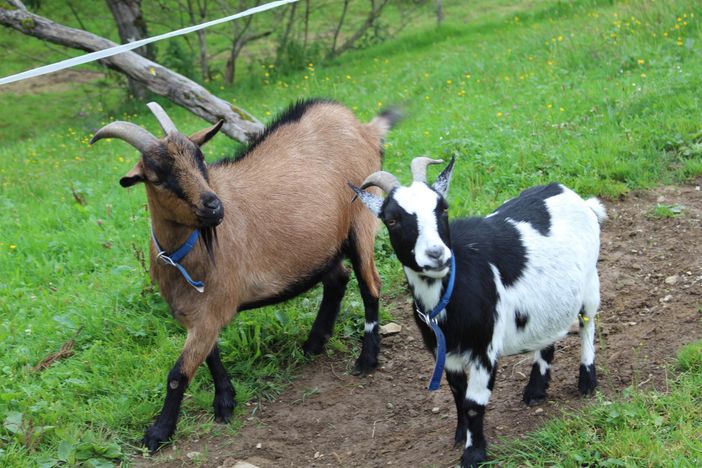 Nepo und Kreta auf der Ransch
