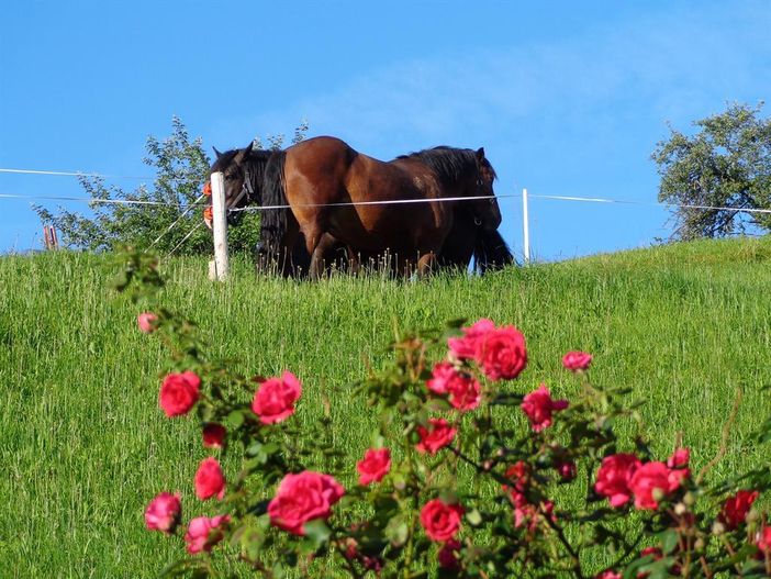hinter dem Haus