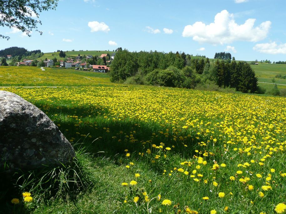 Löwenzahnblüte im Allgäu