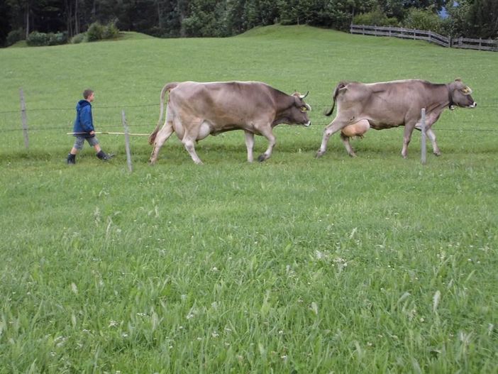Tiere von der Weide holen