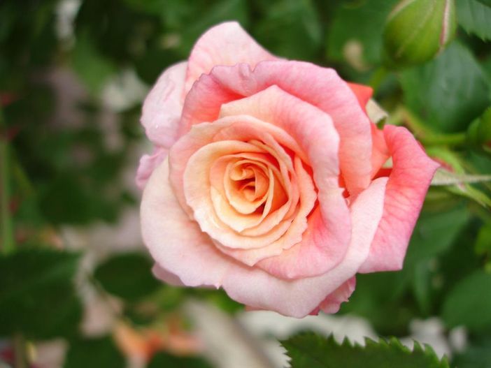 Landhaus Rose