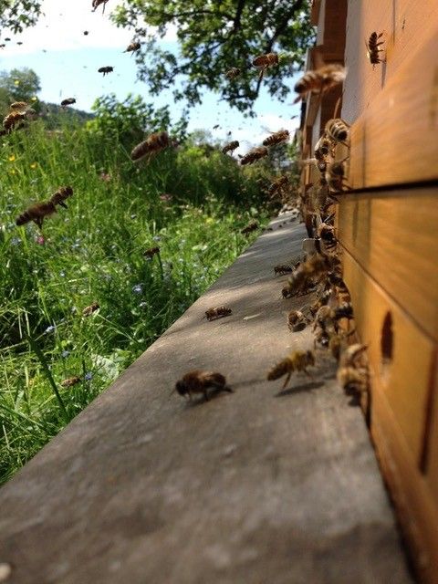 Imker- und Gartenbauverein Oberstaufen