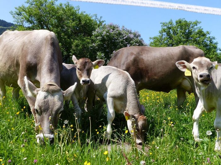 Kälber mit Mamas beim Grasen