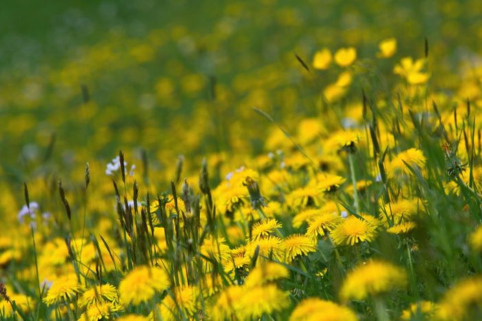 Blumenwiese ums Häuschen