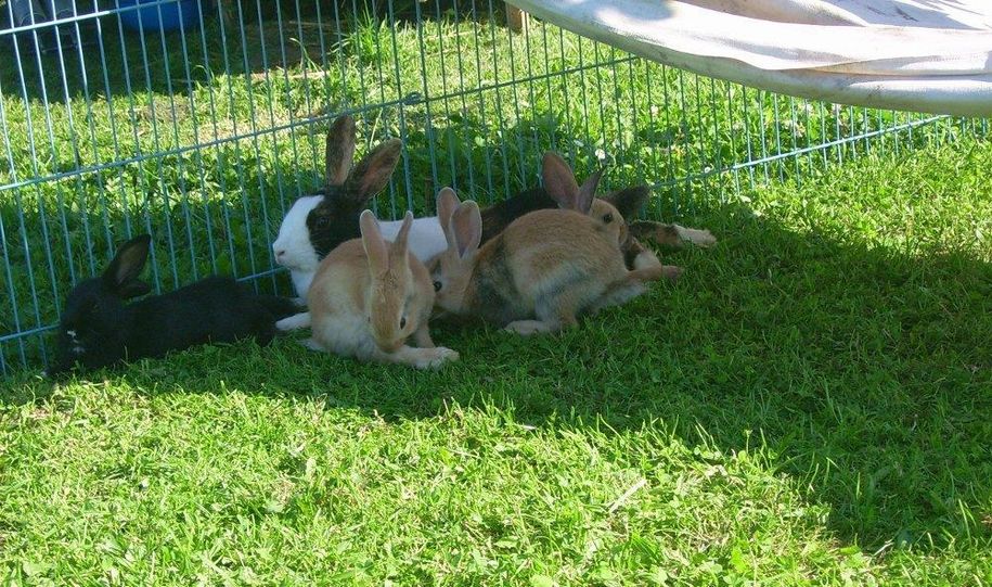Unsere Hasen