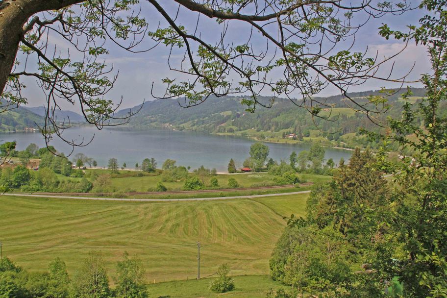 Blick auf den Alpsee