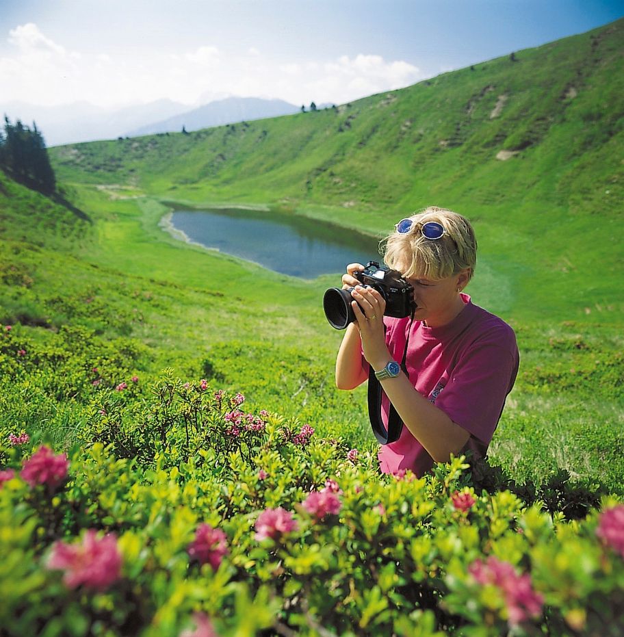 Alpenrose Ende Juni, Anfang Juli Blütezeit