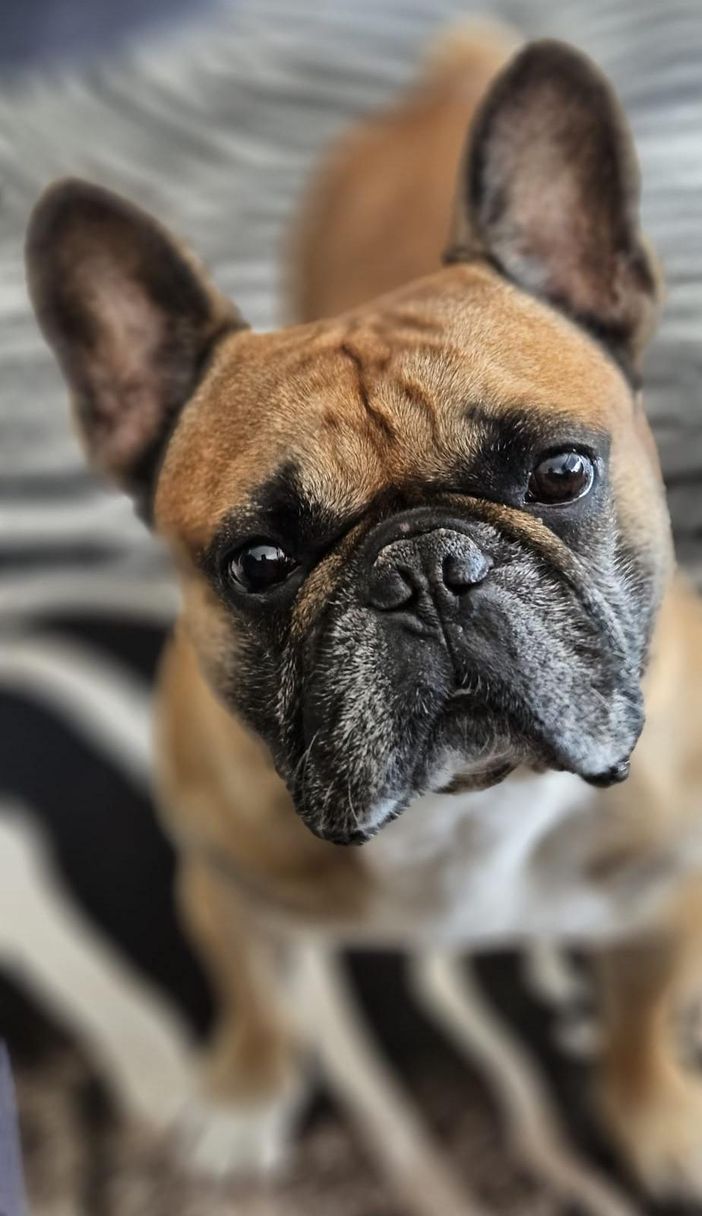 Hunde willkommen