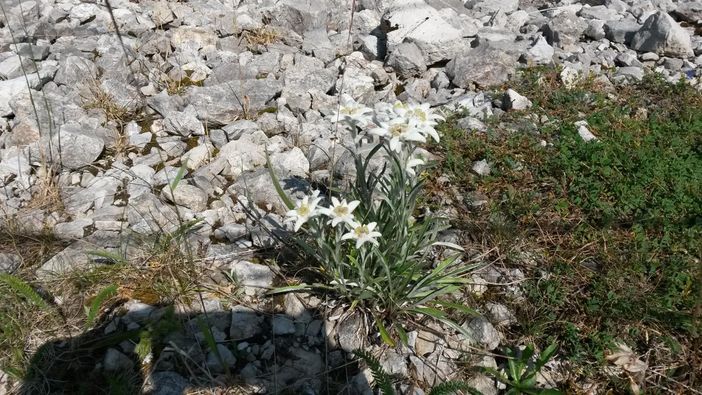 Berg Fauna