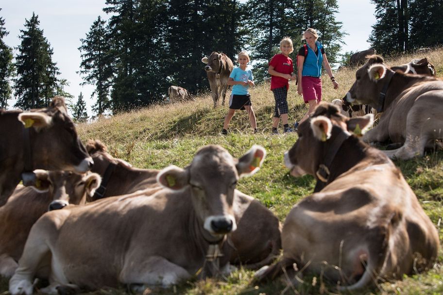 Sommerweide auf der Adelegg