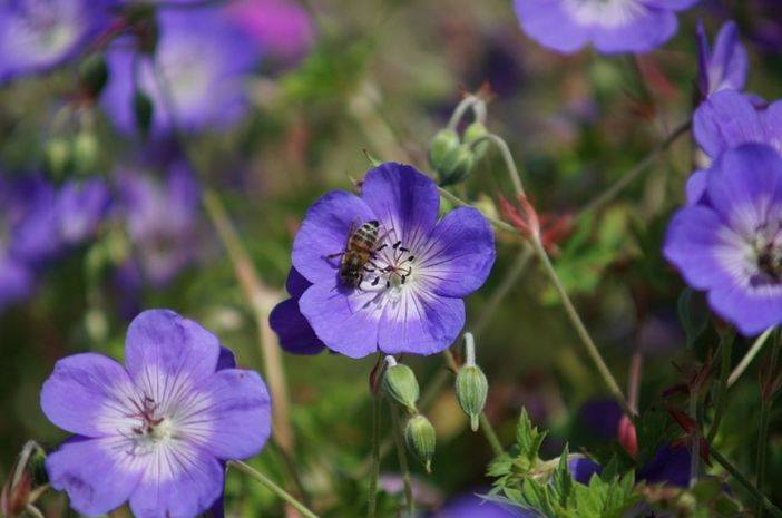 Unser lila Blumenmeer im Garten